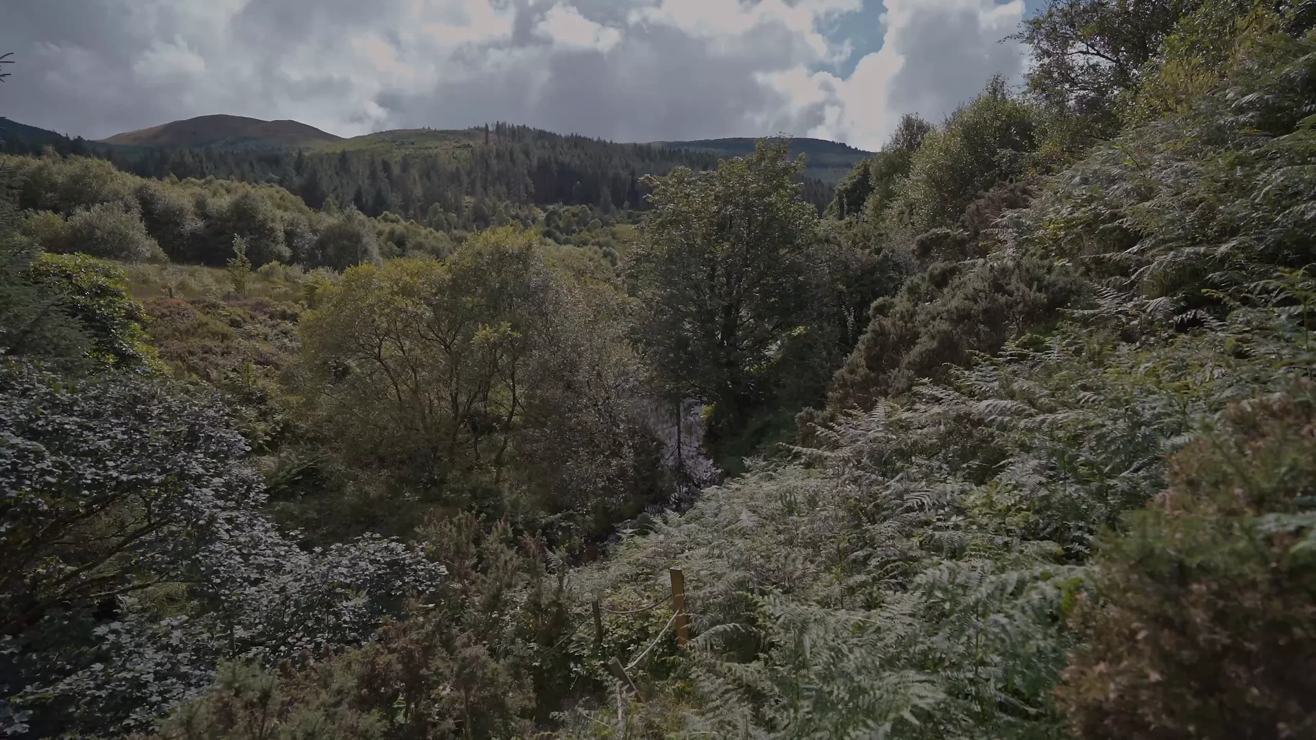 A ferny gully winding toward forested hills under drifting clouds