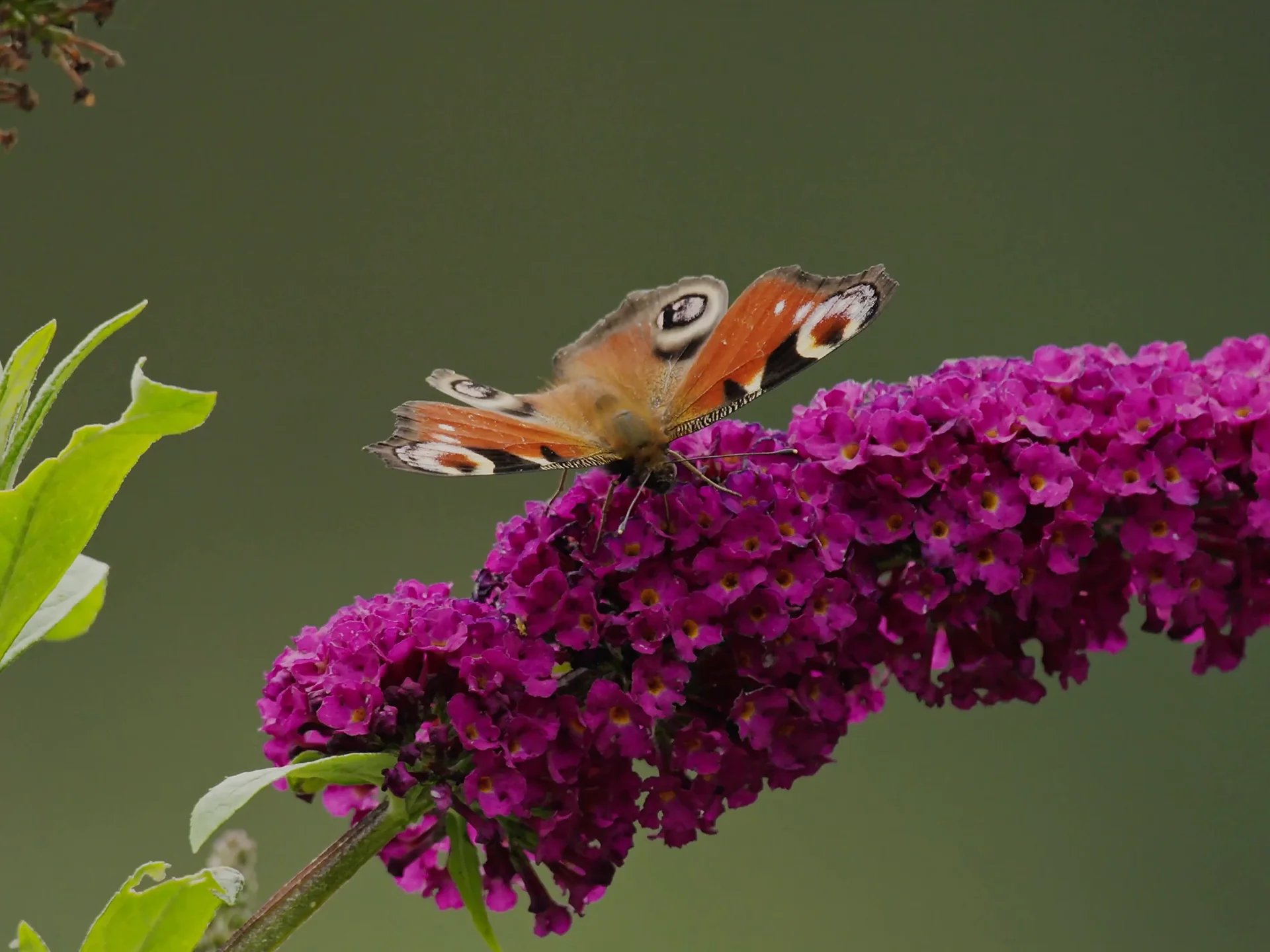 A peacock butterfly feeding on a magenta buddleia spike