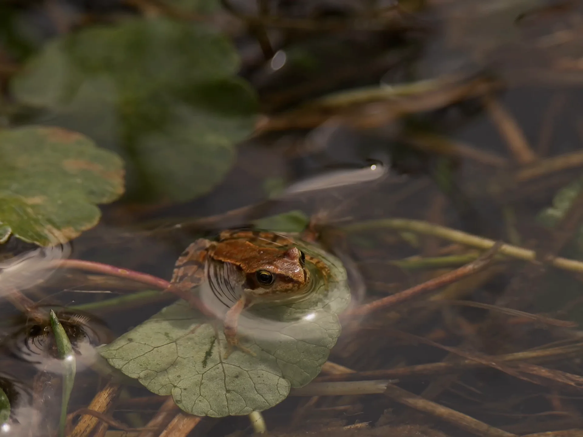A common frog peering above still water among floating leaves