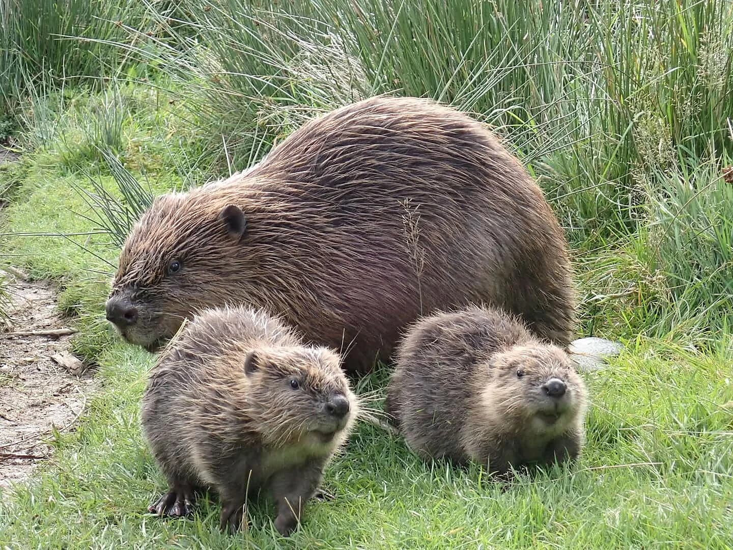 A beaver family with two kits on the grass at dusk