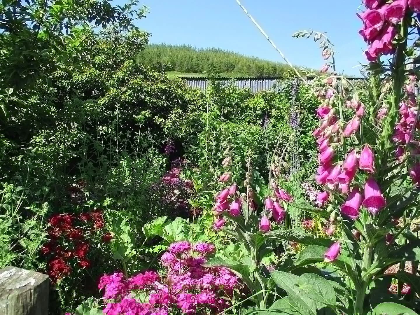 Pink foxgloves and flowers in the perennial garden