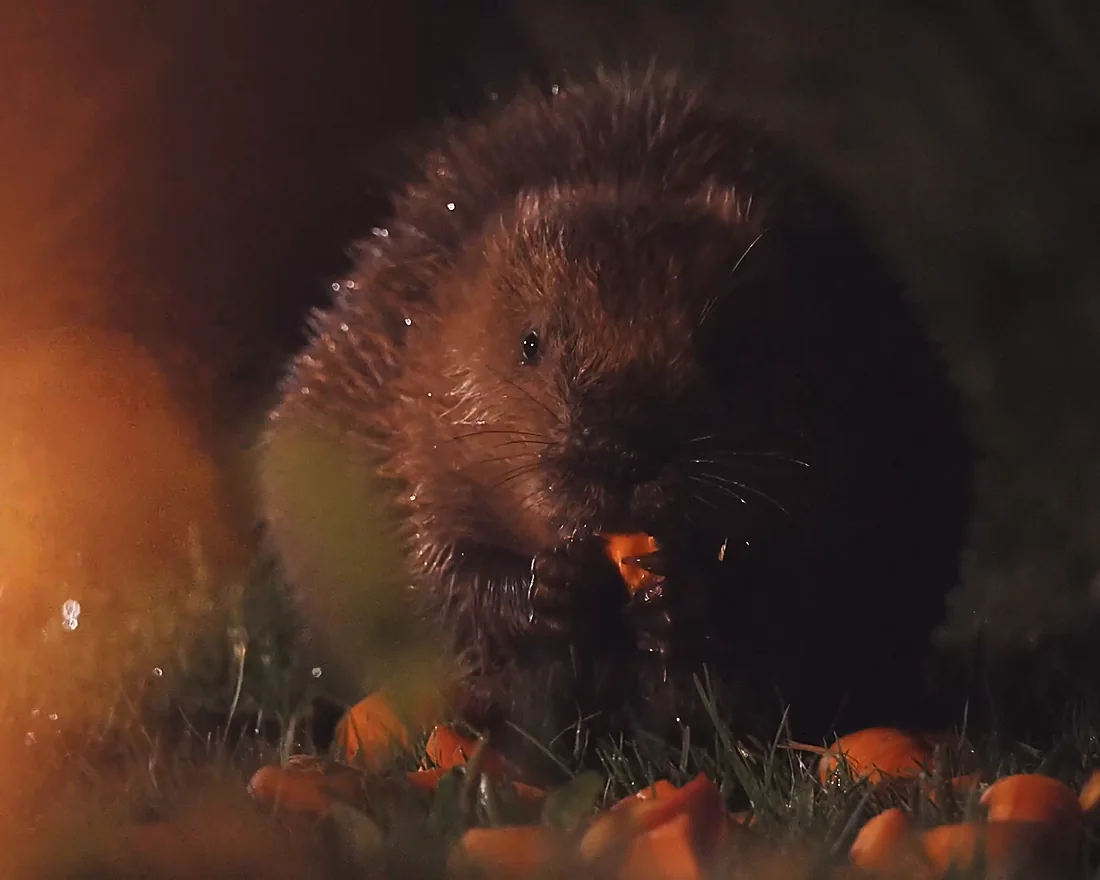 A Eurasian beaver feeding by firelight at dusk